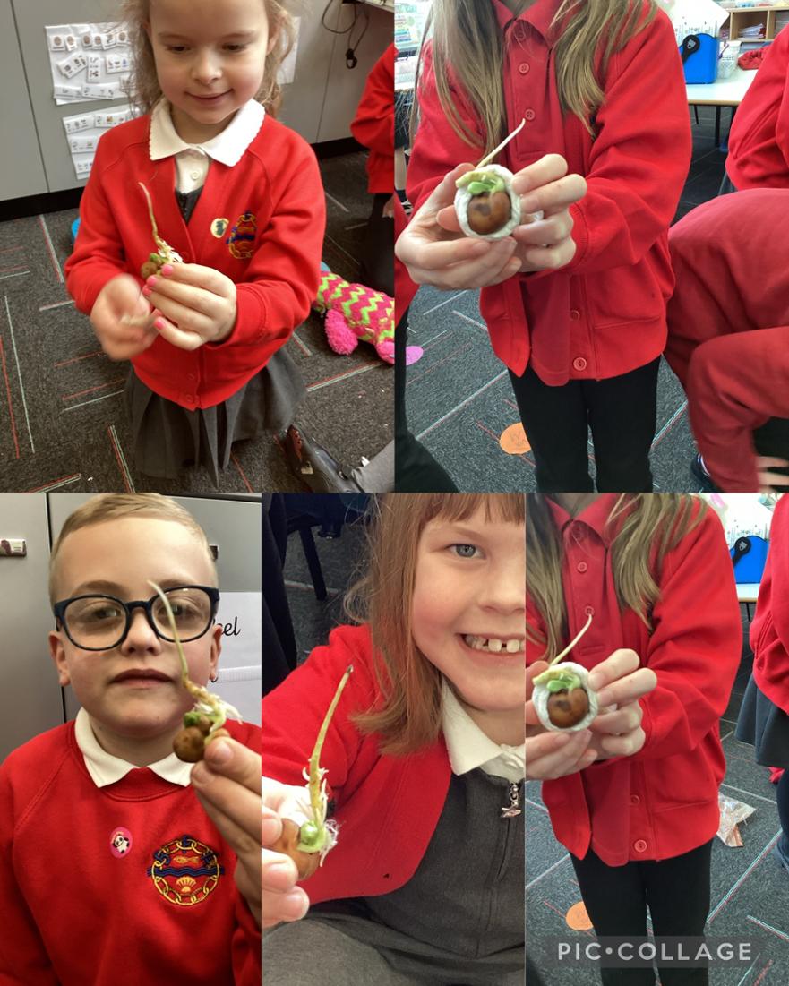 seeds germinating