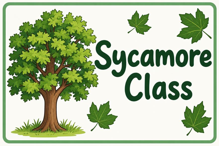 sycamore picture